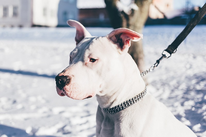 white pitbull on a leash