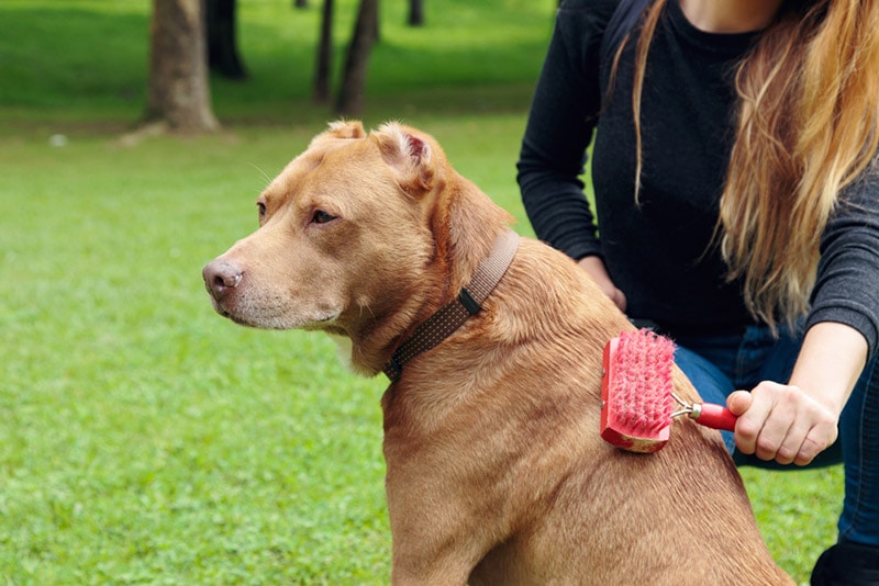 8 Natural Home Remedies for Dry Skin on Dogs & Care Tips (Vet Reviewed)