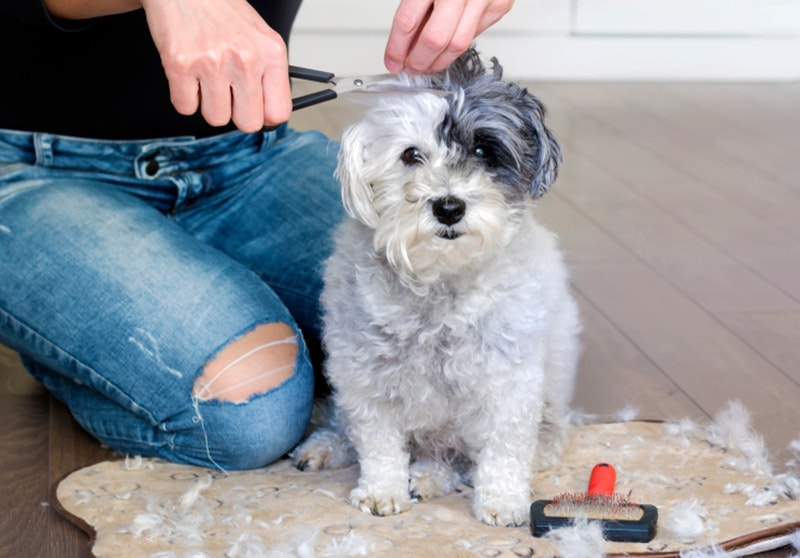 10 Havanese Haircuts & Styles in 2026 (With Pictures)