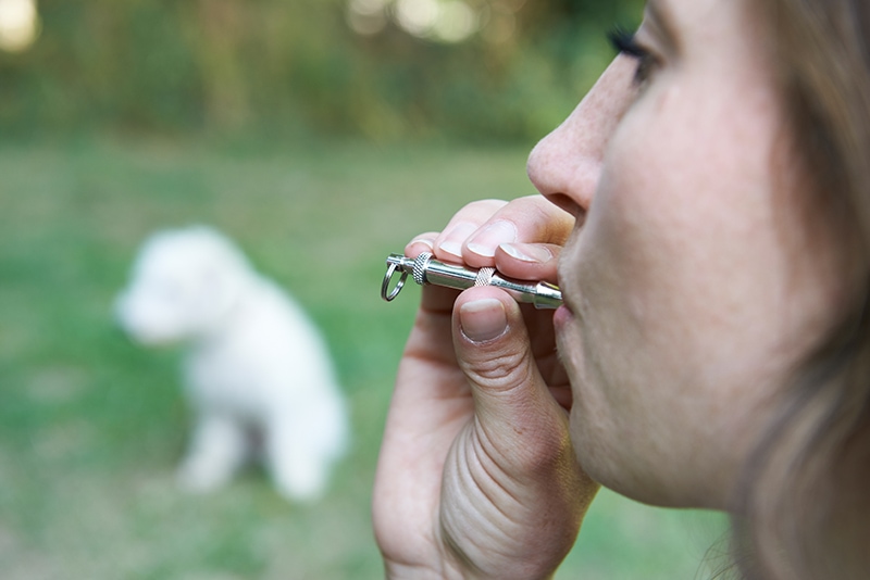 How to Select the Right Dog Whistle for Dog Training: 11 Expert Tips