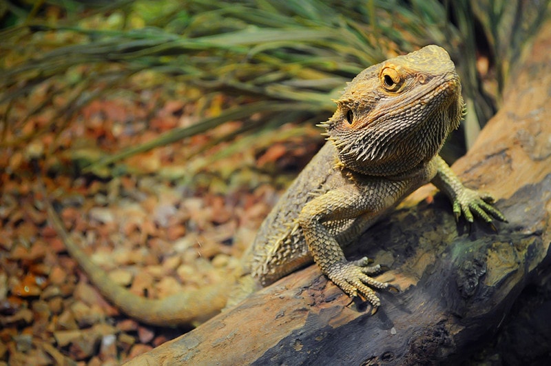 young bearded dragon
