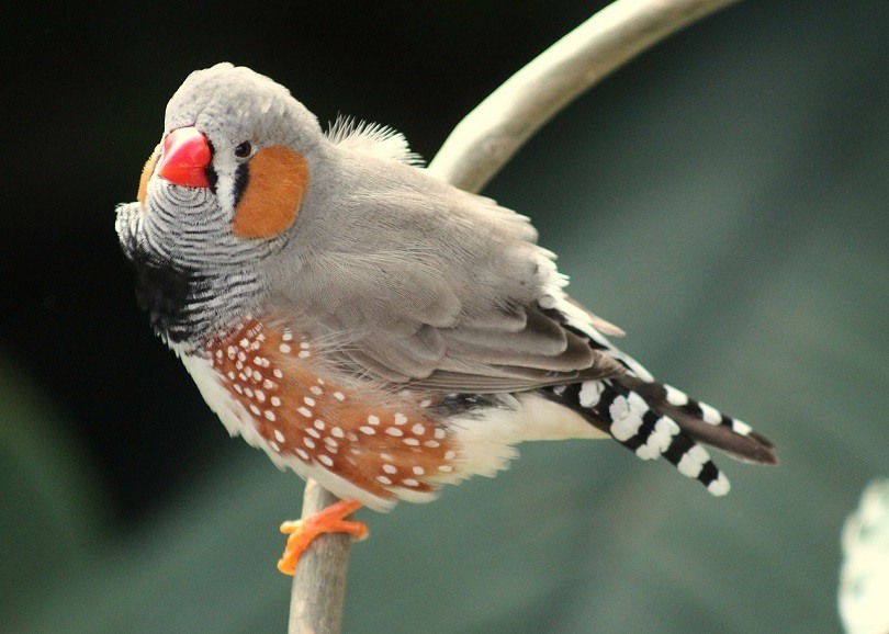 20 Fascinating & Vet-Reviewed Facts About Finches