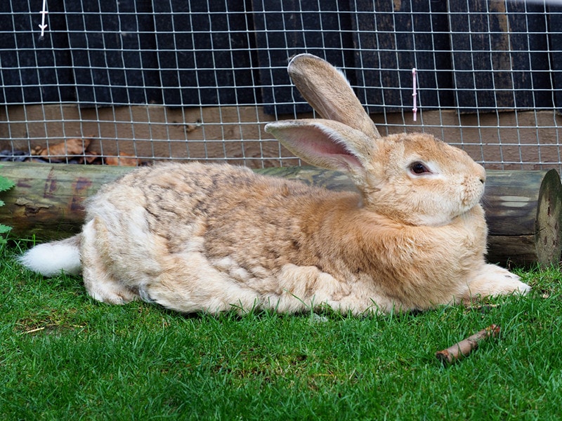 How Much Space Does My Rabbit Need? Vet Reviewed Health & Safety Tips