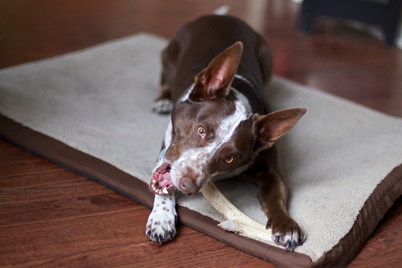 10 Best Dog Chews for Aggressive Chewers - 2026 Reviews & Top Picks