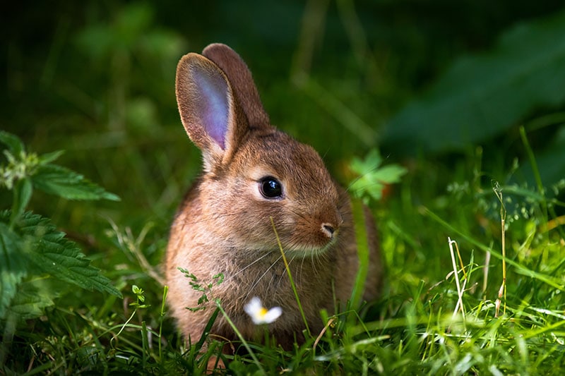 Can You Keep a Wild Rabbit as a Pet? Info, Facts & Legality