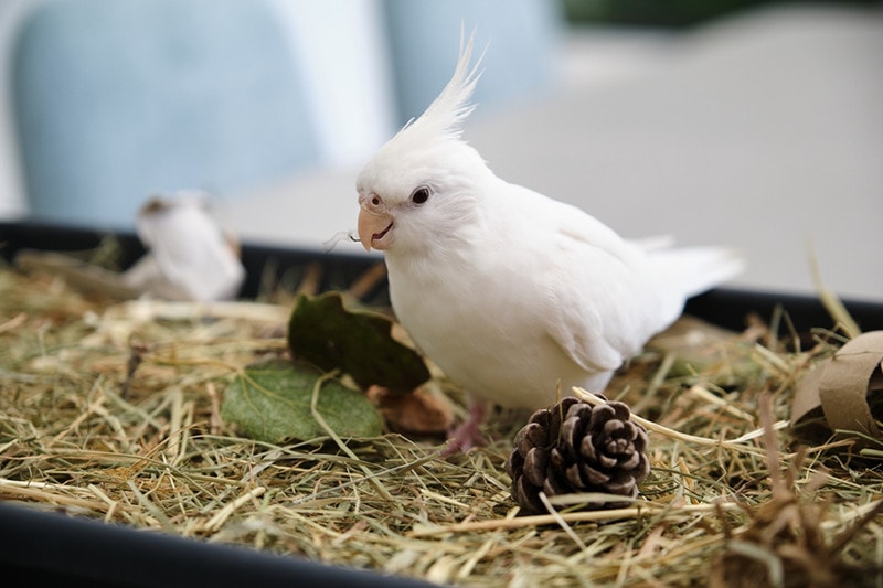 How to Trim a Cockatiel's Nails: Vet-Approved Step by Step Guide