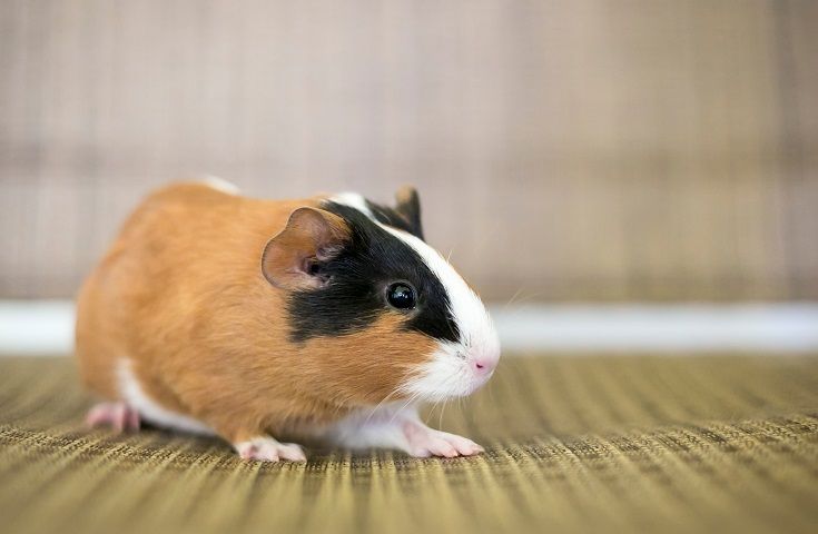 American Guinea Pig: Breed Info, Pictures, Temperament, & Traits