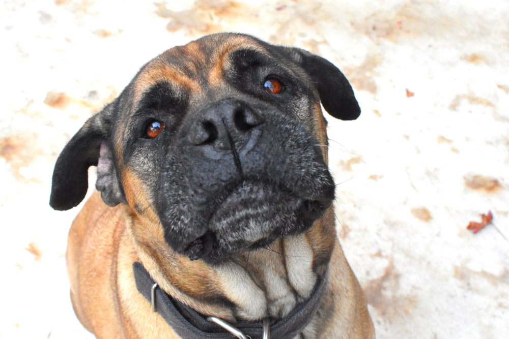 American Mastiff Dog