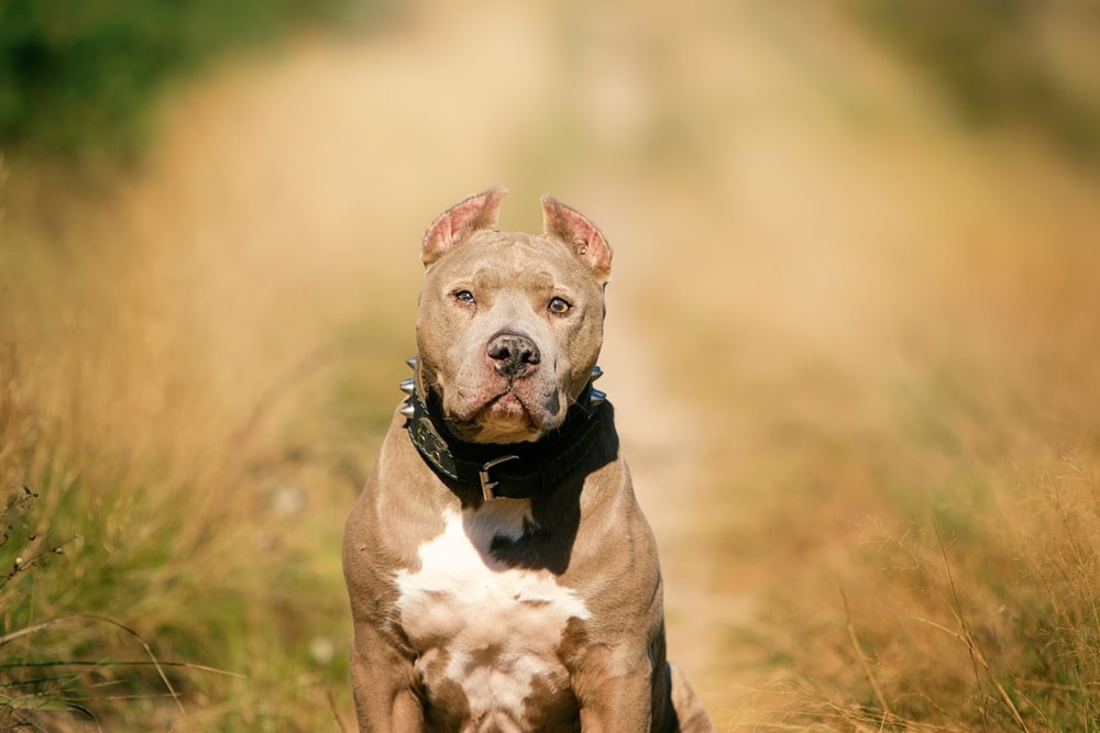 10 Most Dangerous Dog Breeds in the World (With Info & Pictures)