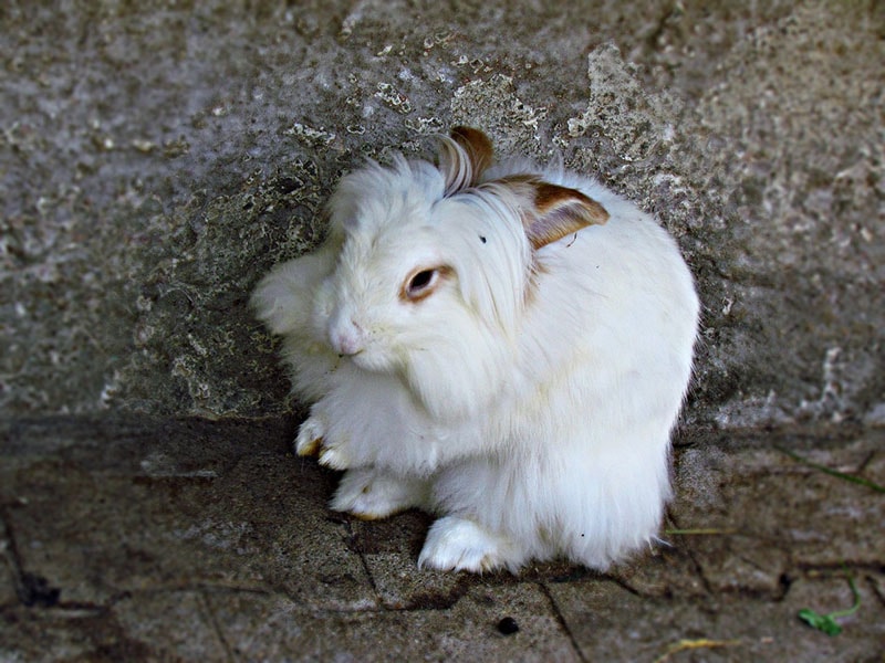 5 Angora Rabbit Breeds (With Info & Pictures)
