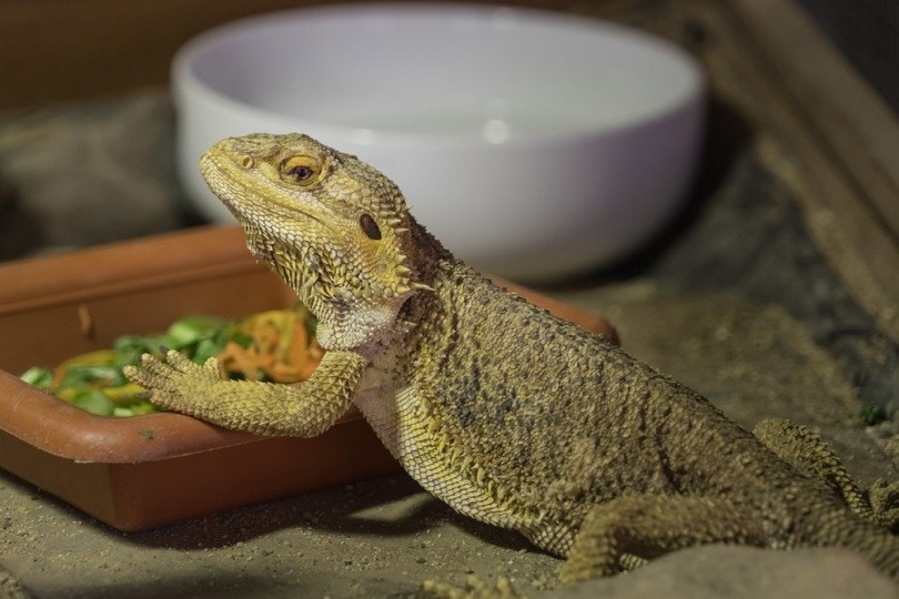 How Long Can a Bearded Dragon Go Without Eating? Vet-Reviewed Facts