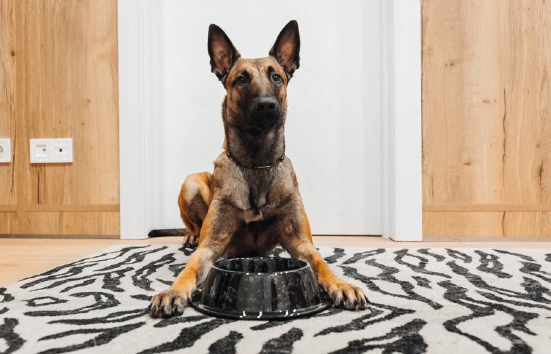 10 Best Dog Bowls - 2026 Reviews & Top Picks