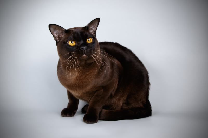 Black Burmese Cat: Info, Pictures, Origin & History