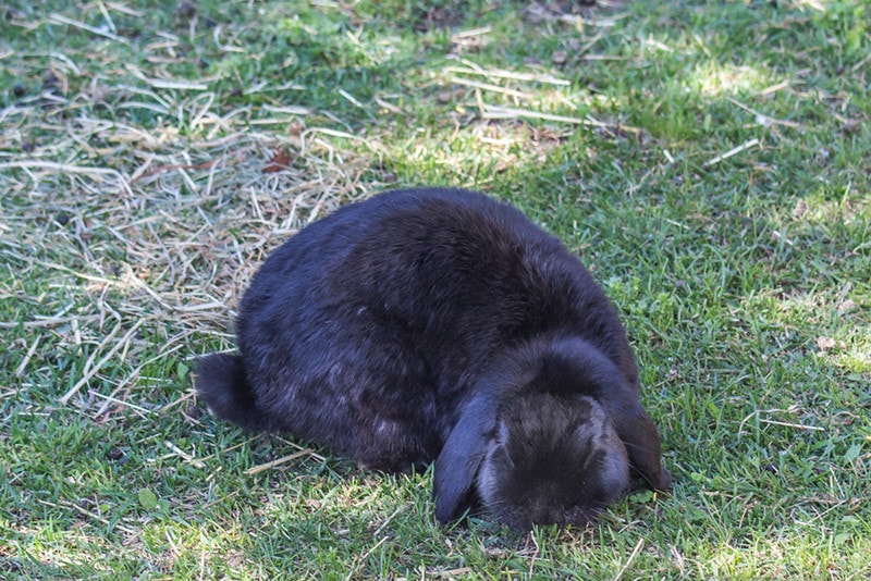23 Black Rabbit Breeds (With Info & Pictures)