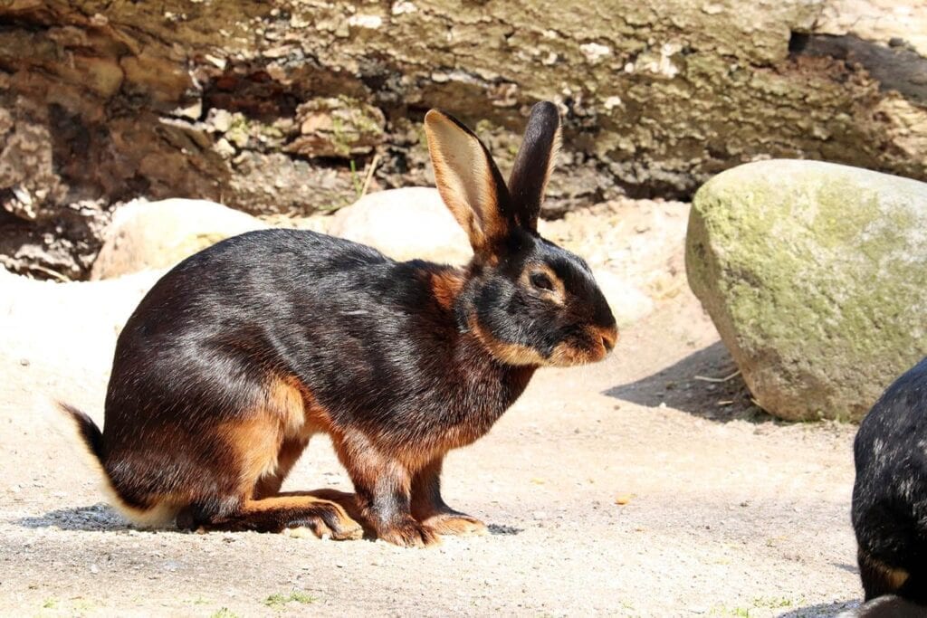 Belgian Hare: Pictures, Care Guide, Lifespan & Traits
