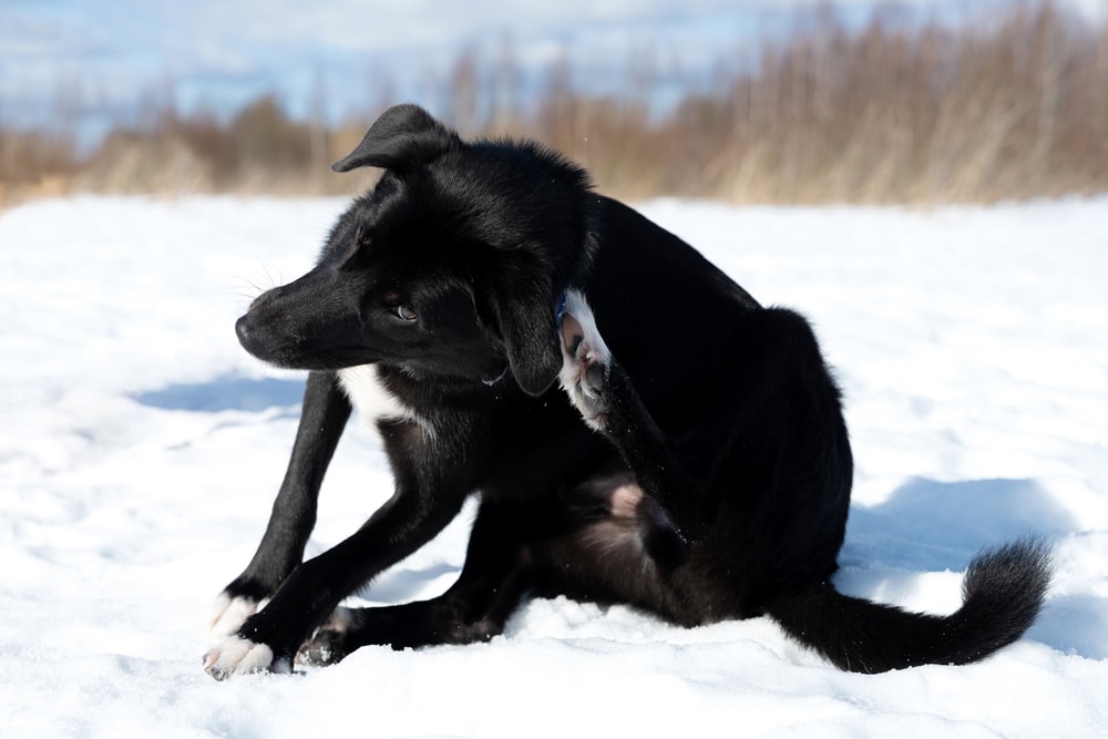 Does Cold Weather Kill Fleas? Vet Reviewed Facts & FAQ