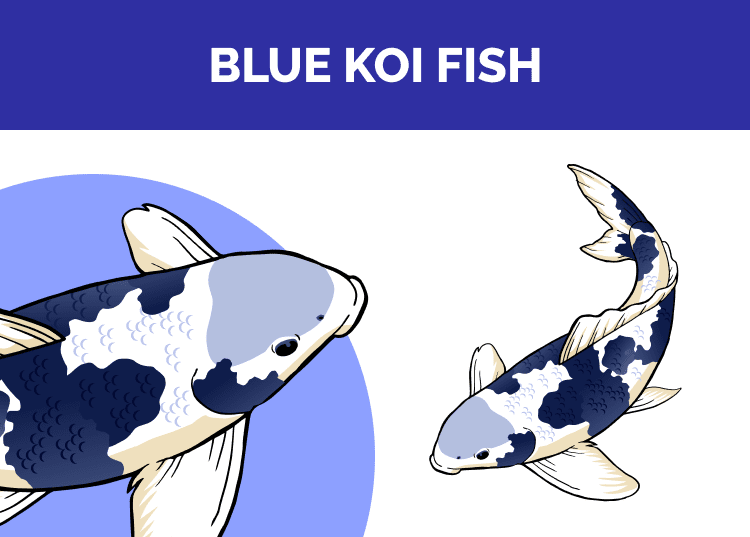 Blue Koi Fish: Info, Pictures, Care, Diet & More