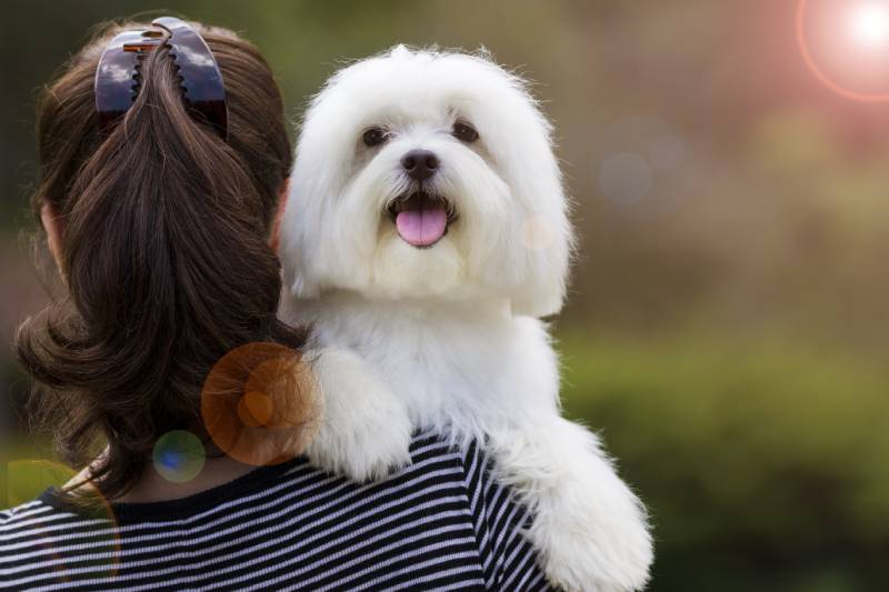 Where Does the Fido Dog Name Come From? History Revealed