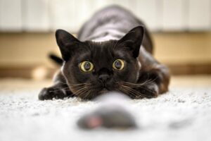 10 Best Remote Control Cat Toys - 2026 Reviews & Top Picks