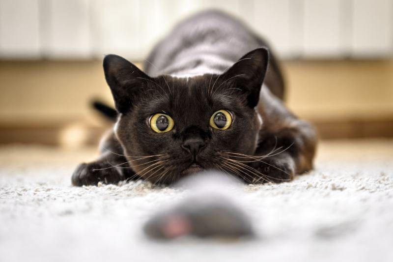 Why Your Cat Trills When They Jump: 5 Vet-Approved Reasons