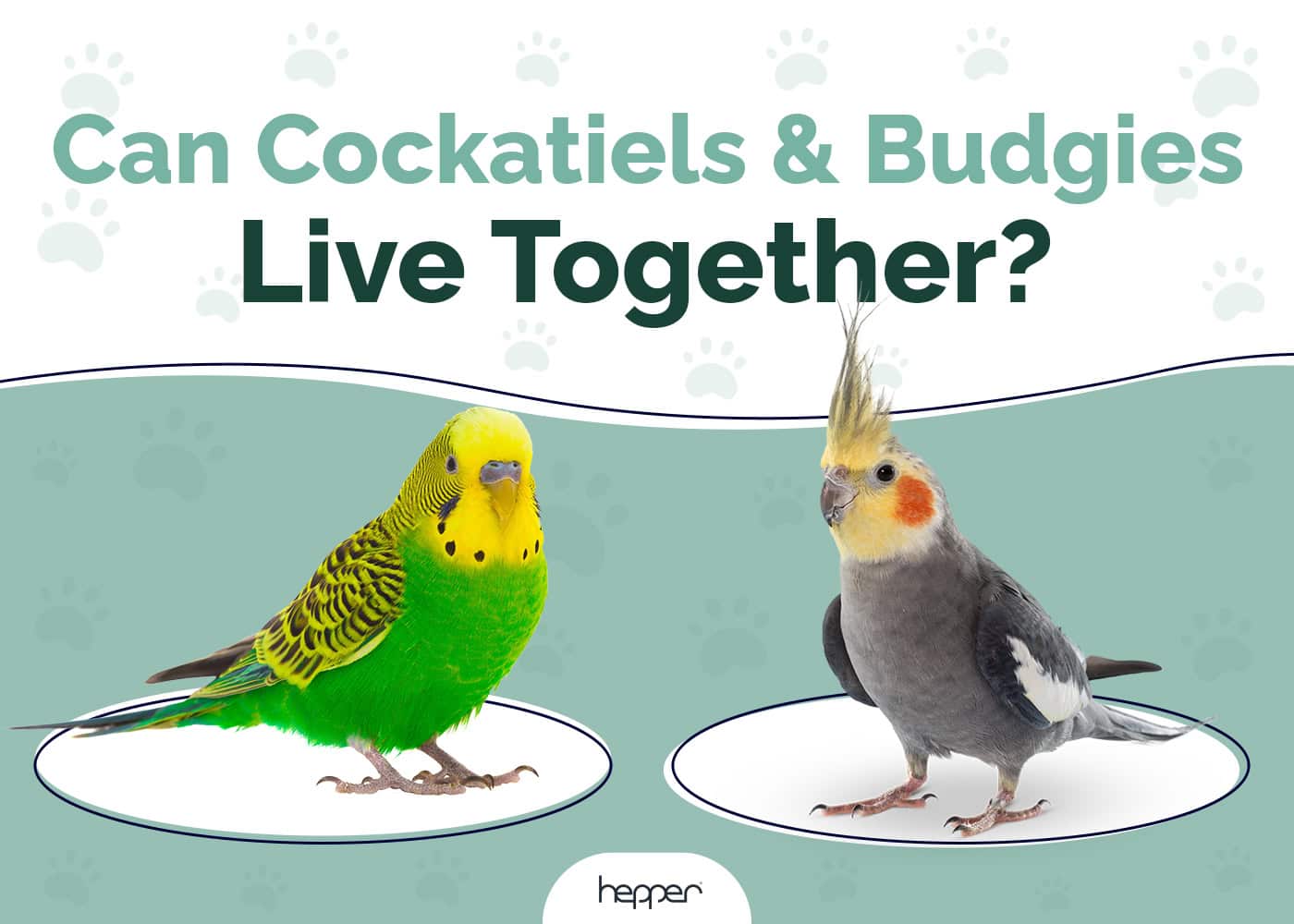 Can Cockatiels and Budgies Live Together? Vet-Reviewed Risks & Compatibility Guide