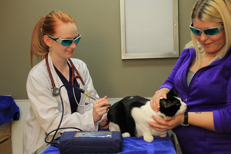 Laser Treatment for Cats: Purpose & How It Works (Vet Answer)