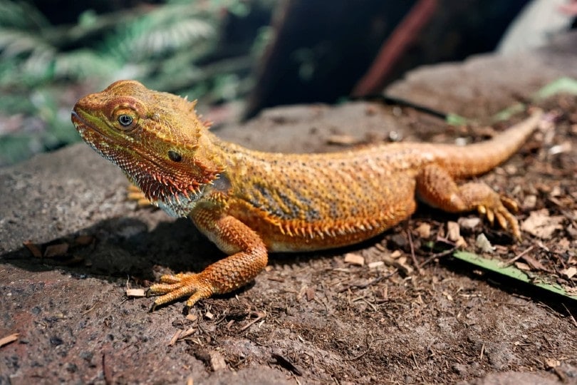 Central Bearded Dragon: Facts, Care, Diet & Health (with Pictures)