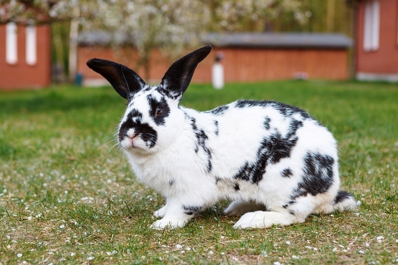 Checkered Giant Rabbit: Facts, Care, Diet, Pictures & More