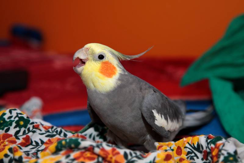 Why Is My Cockatiel Screaming? 8 Vet Reviewed Reasons