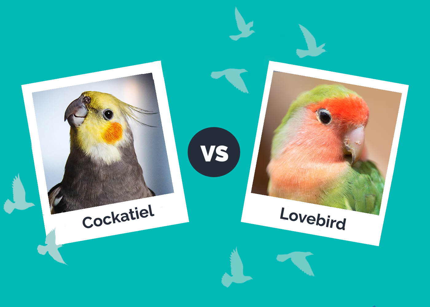 Cockatiel vs Lovebird: Key Differences (With Pictures)