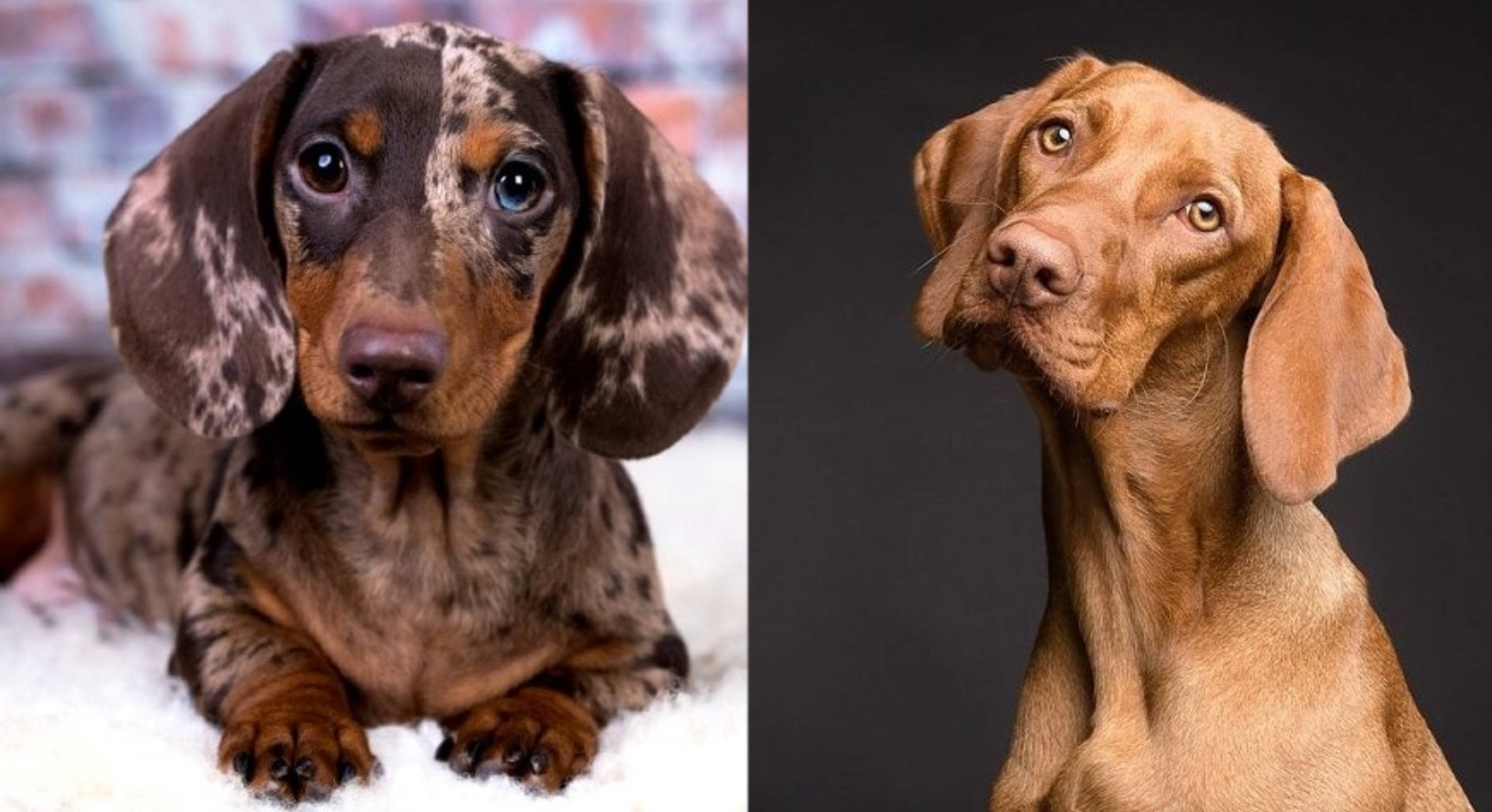 Dachshund Vizsla Mix: Info, Pictures, Care Guide & Traits