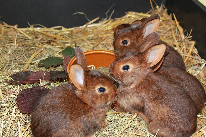 Deilenaar Rabbit: Pictures, Care Guide, Lifespan & Traits