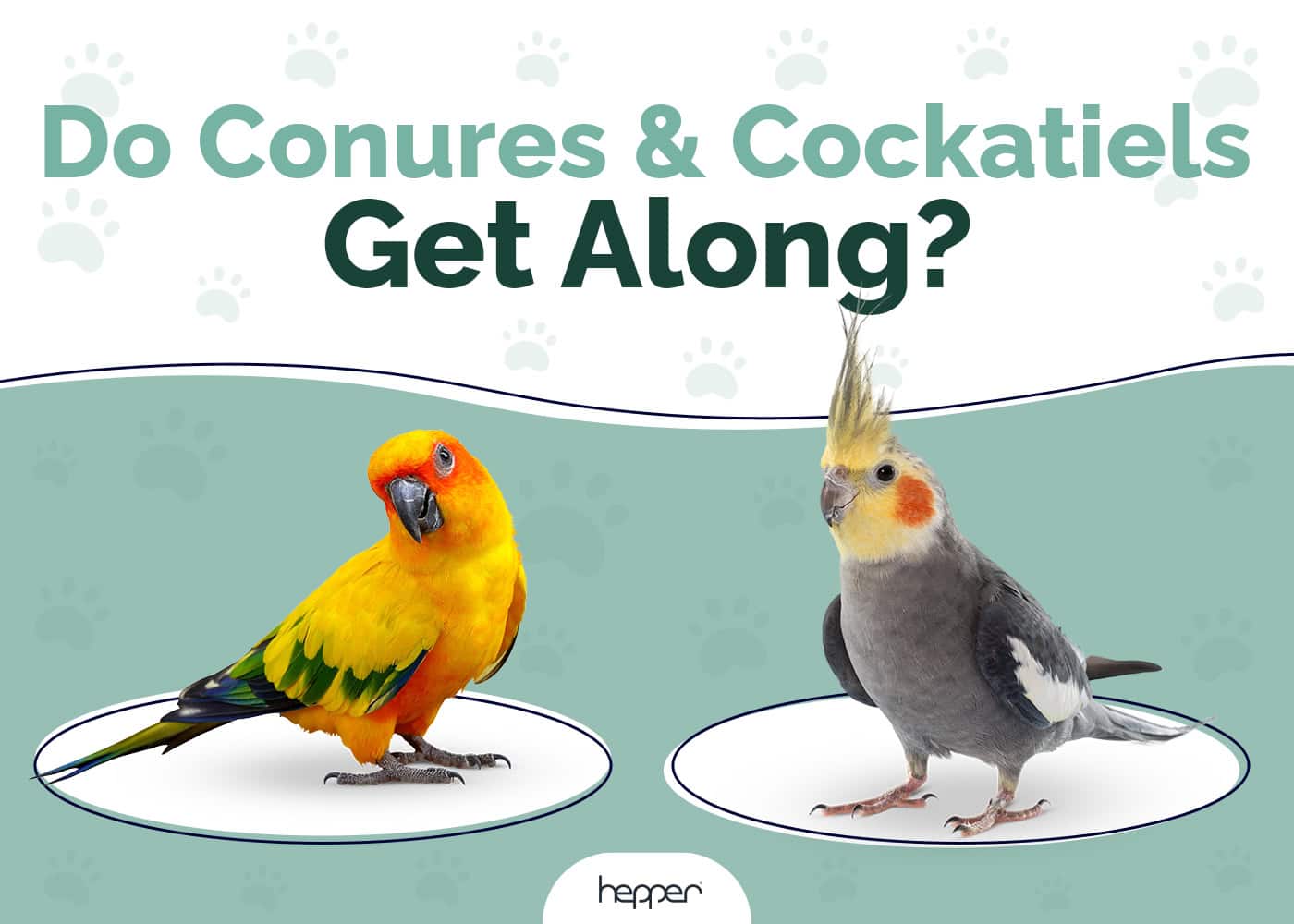 Do Conures and Cockatiels Get Along? Facts & Tricks