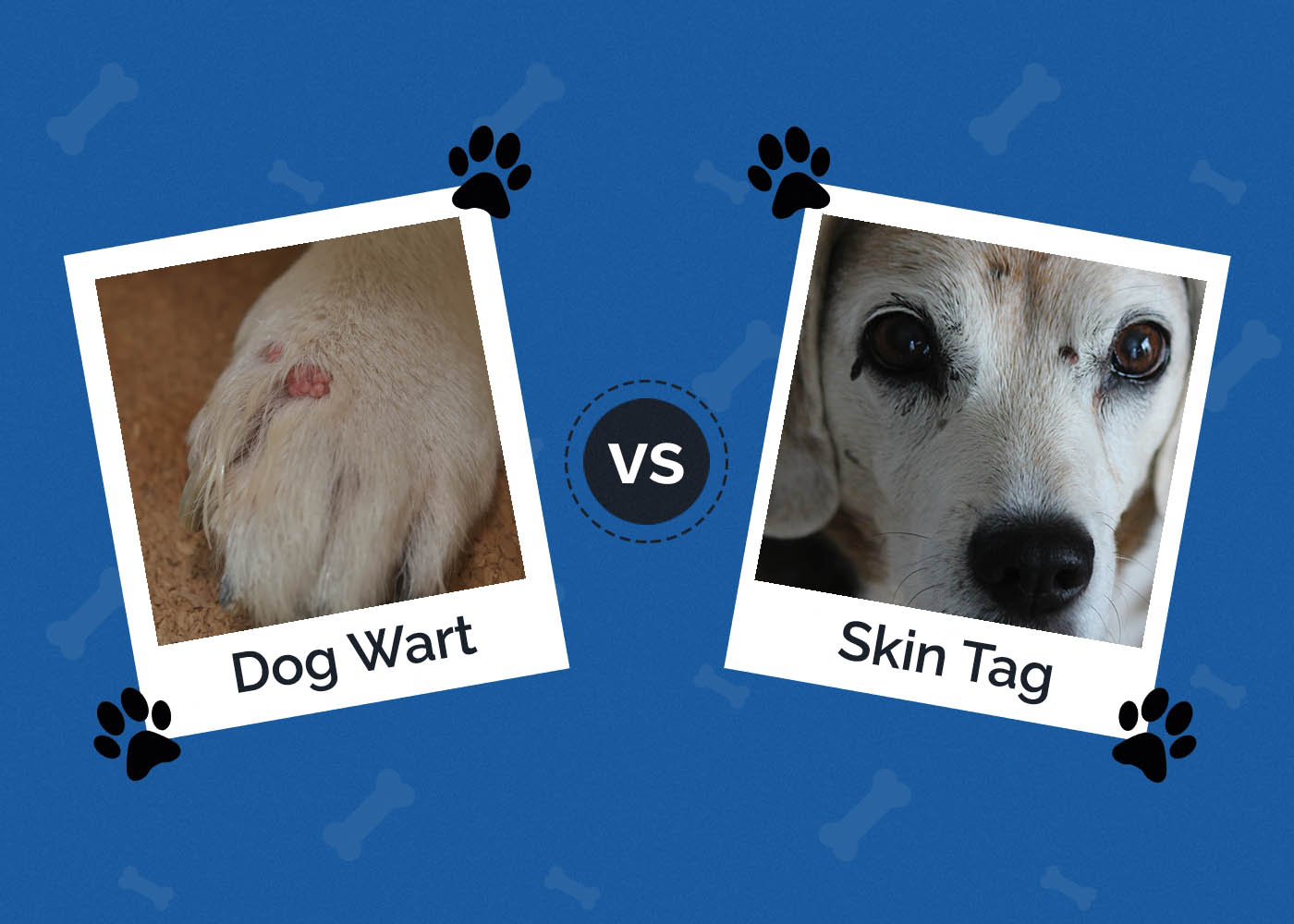 Dog Wart vs Skin Tag in Dogs: Differences & Pictures (Vet Approved)
