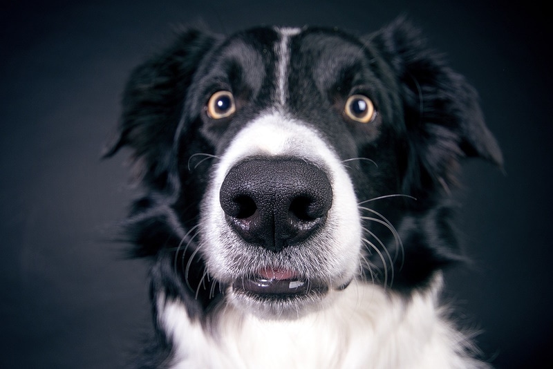 Dog eyes wide open