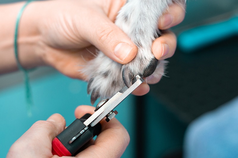 9 Best Dog Nail Clippers for Black Nails - 2026 Reviews & Top Picks