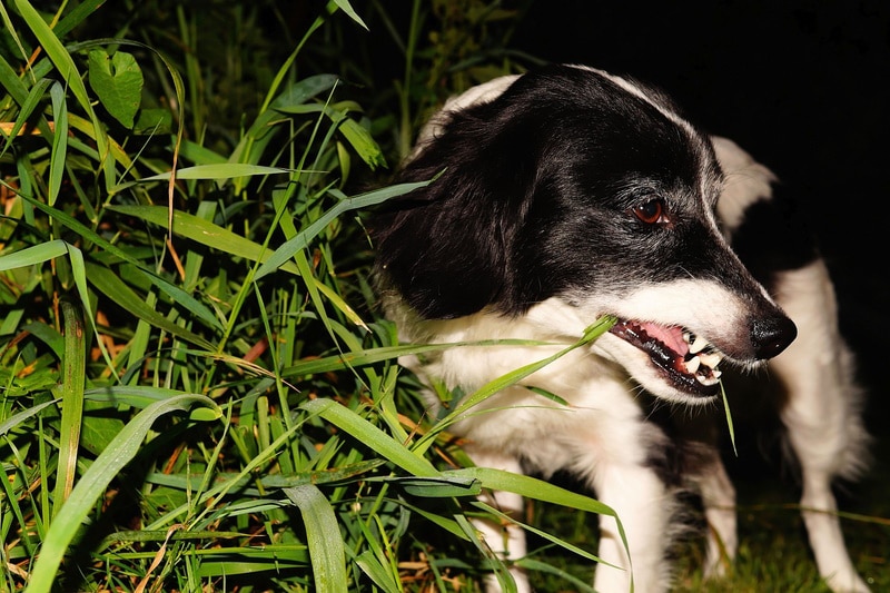 Can Dogs See in the Dark? Canine Night Vision Explained (Vet-Verified)