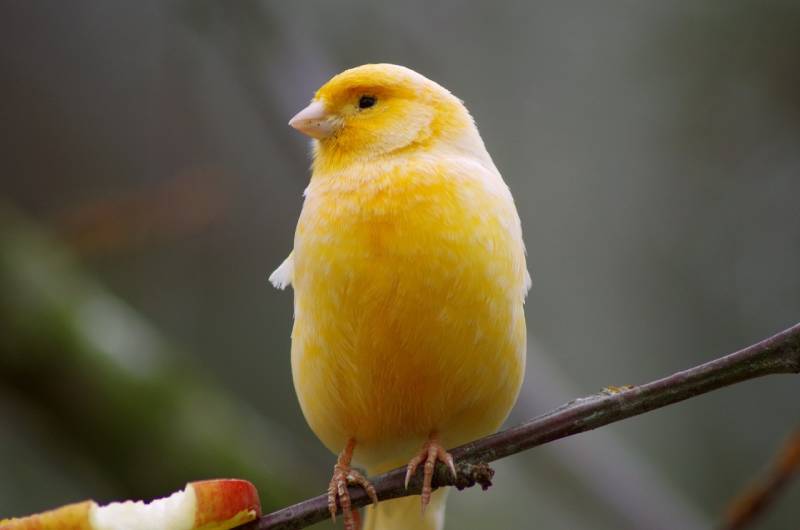 10 Types of Pet Birds That Sing (With Info & Pictures)