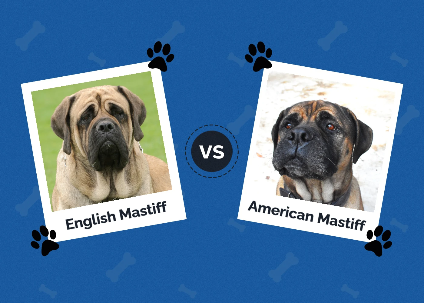 English vs American Mastiff: The Differences (With Pictures)