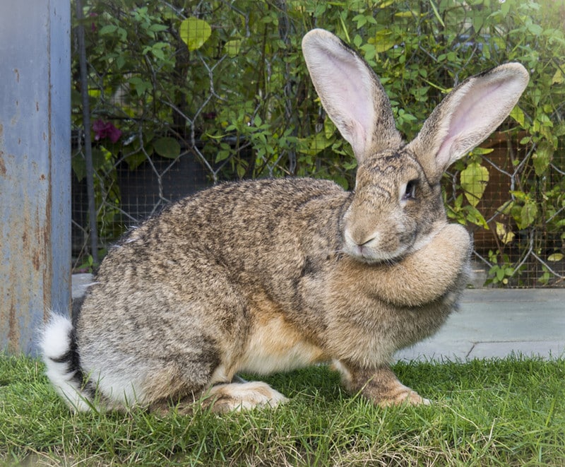 11 Large Rabbit Breeds (With Info & Pictures)