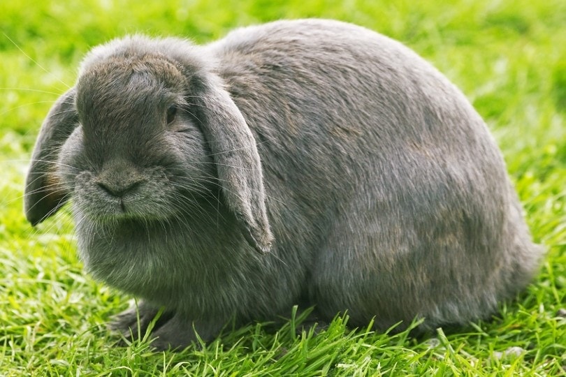 How Do Rabbits See Compared to Humans? Vet Reviewed Facts & Info