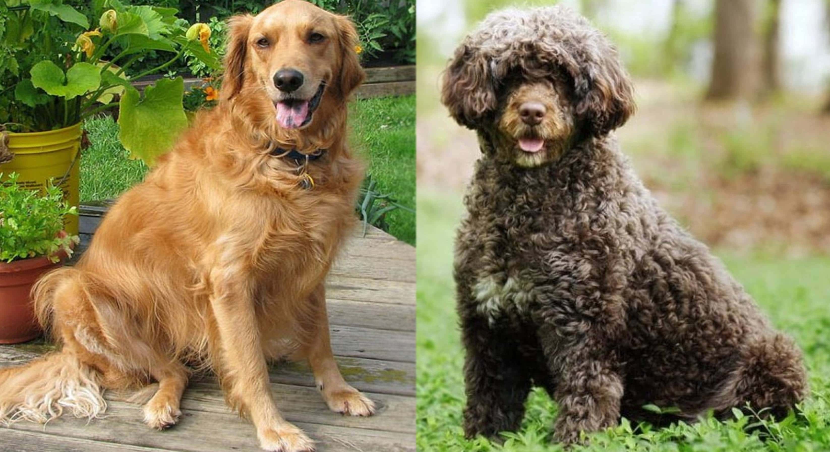 Golden Retriever Portuguese Water Dog Mix: Info, Pictures, Care Guide & More