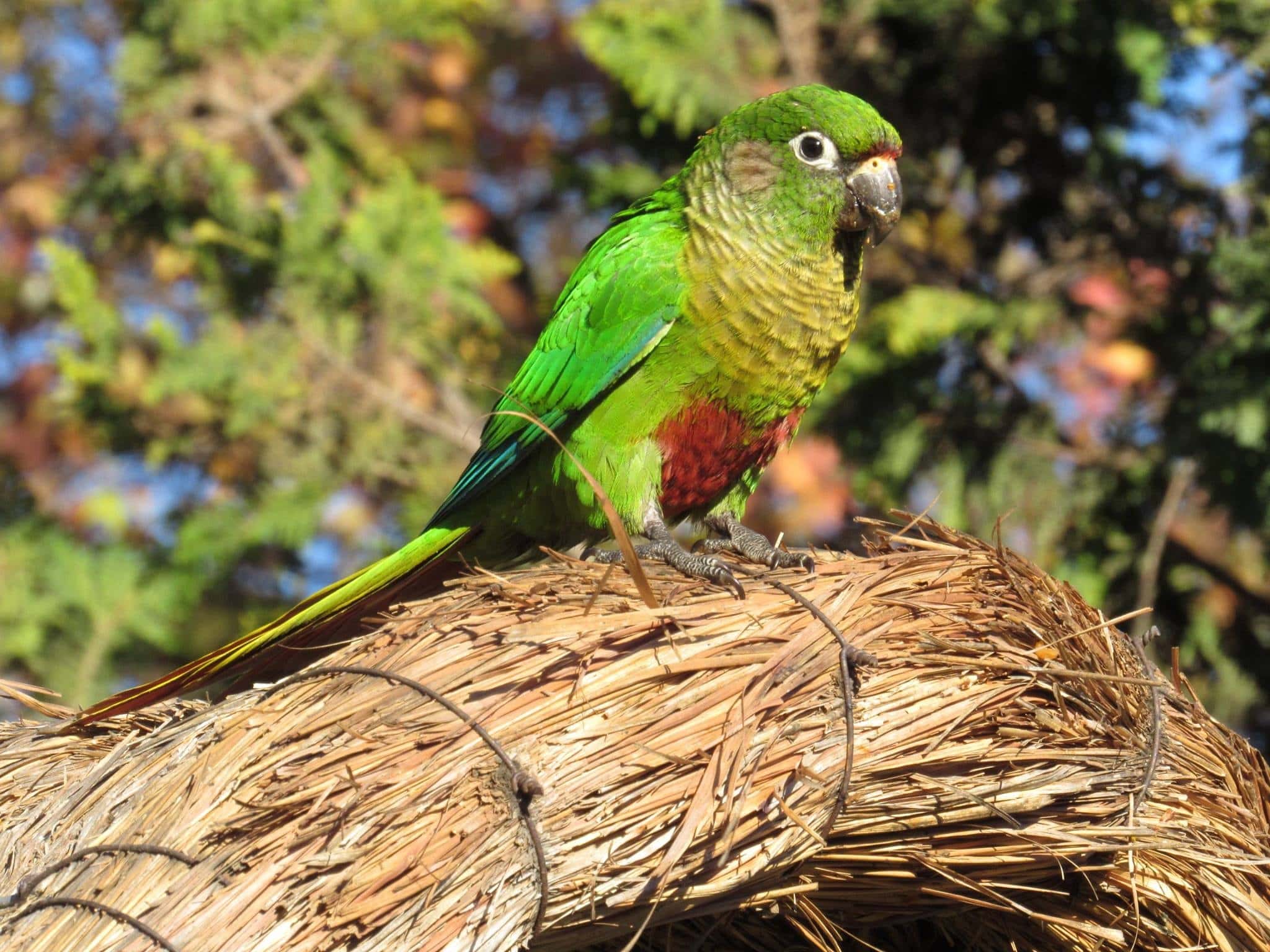 8 Awesome Green Pet Bird & Parrot Species (With Info & Pictures)