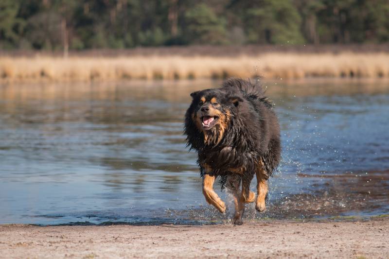 Happy running tibetan mastiff dog outdoors next to a lake on a sunny day