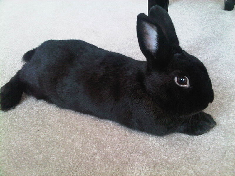 Havana Rabbit Breed Info: Pictures, Care Guide, Lifespan & Traits