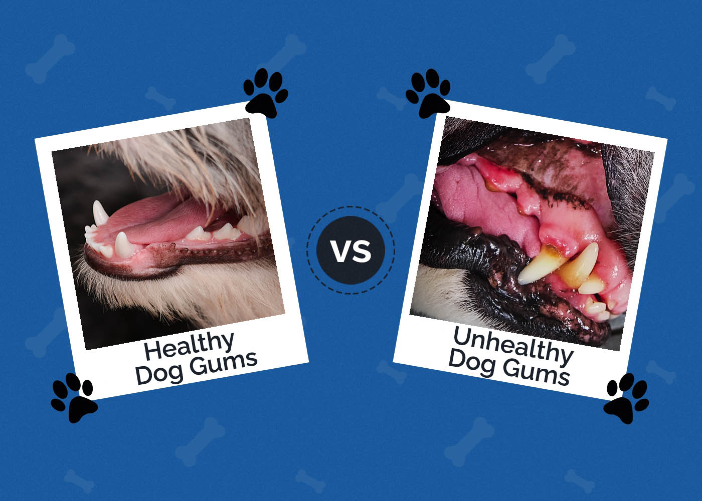Healthy vs Unhealthy Dog Gums: Vet-Reviewed Signs & Pictures