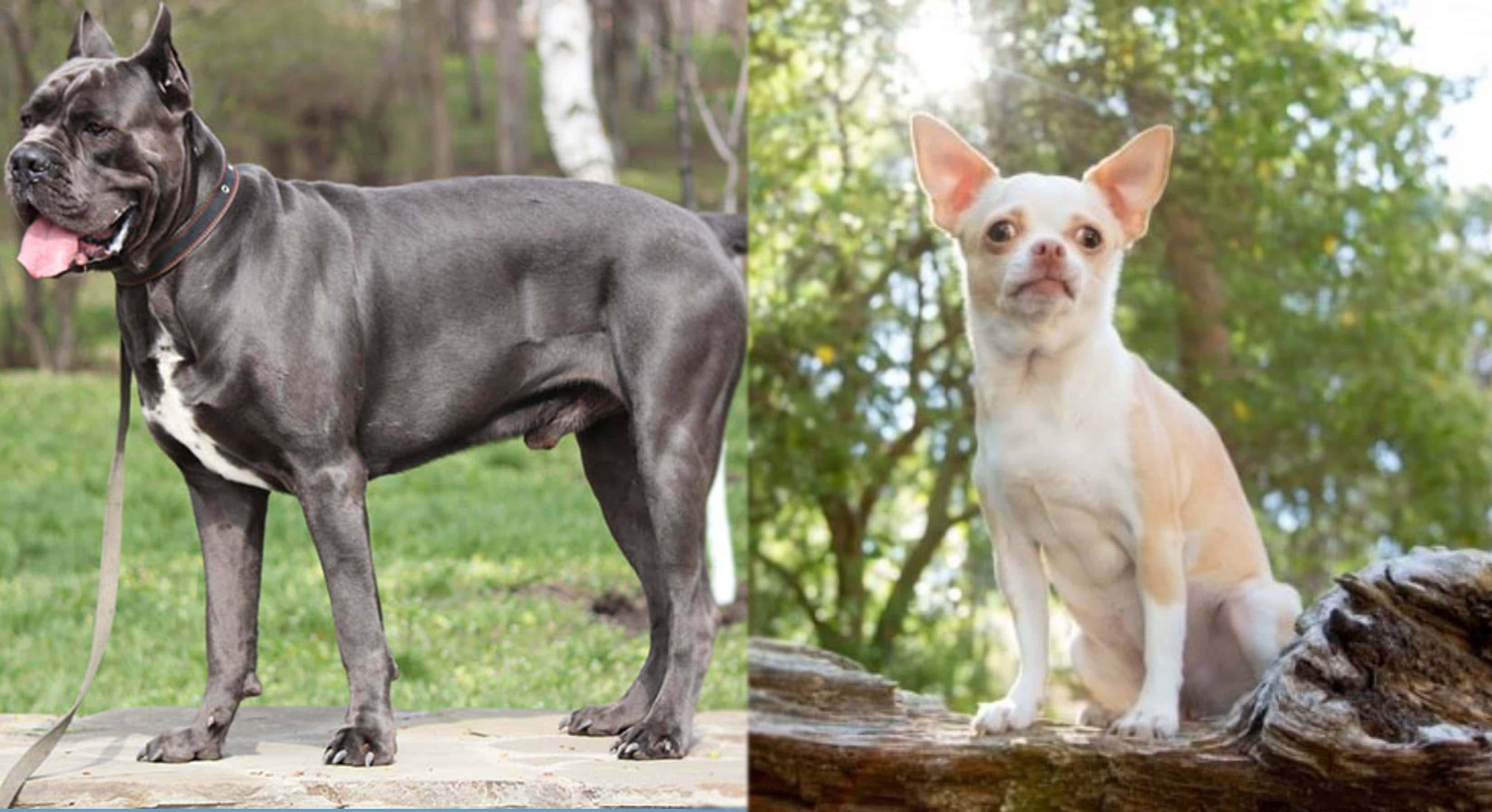 Cane Corso Chihuahua Mix Info: Pictures, Traits & Facts