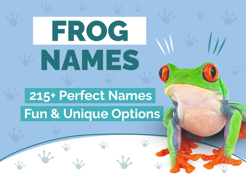 215 Perfect Pet Frog Names: Fun & Unique Options