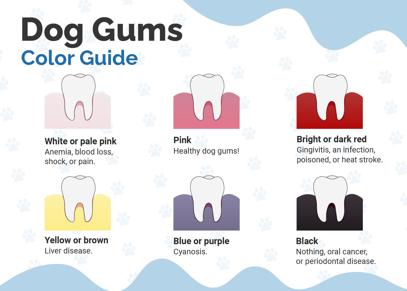 Hepper_Healthy Dog Gums VS Unhealthy_Infographic_v1_Apr 28 2023