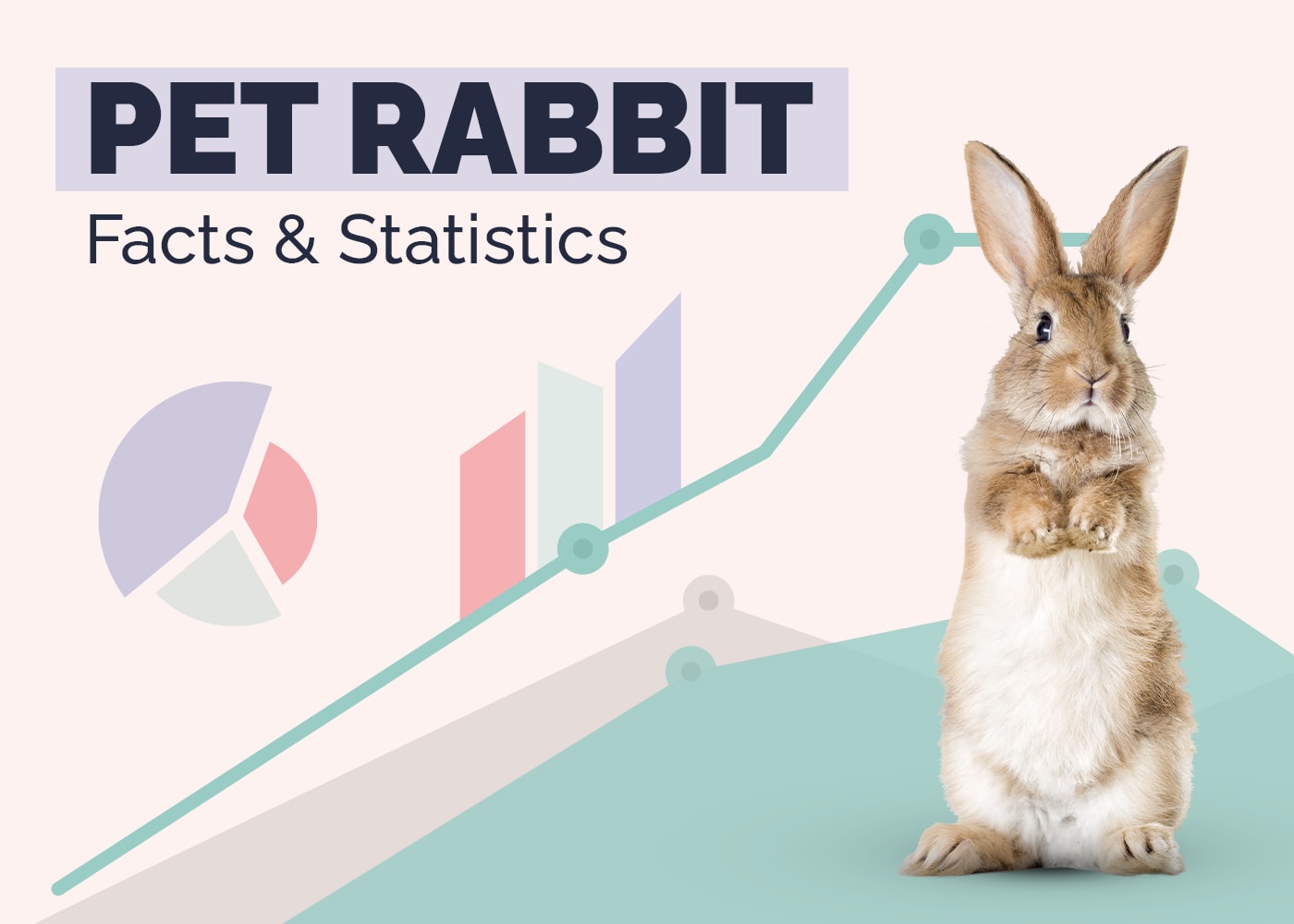 16 Fascinating Pet Rabbit Statistics (2026 Update)